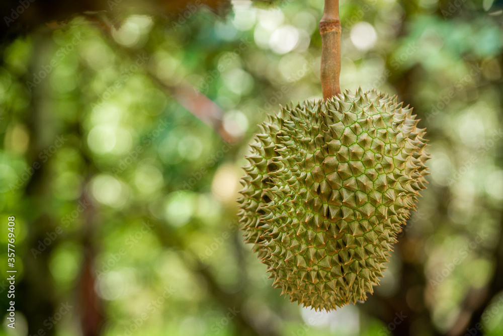 durians on the durian tree in organic durian orchard. durians on the durian tree in organic durian orchard.