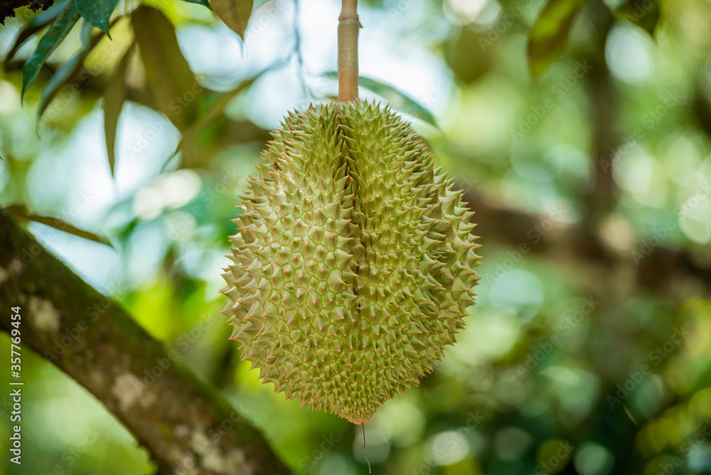 durians on the durian tree in organic durian orchard.