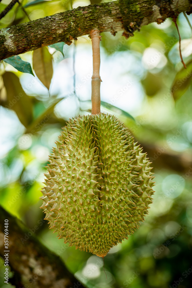 durians on the durian tree in organic durian orchard. durians on the durian tree in organic durian orchard.