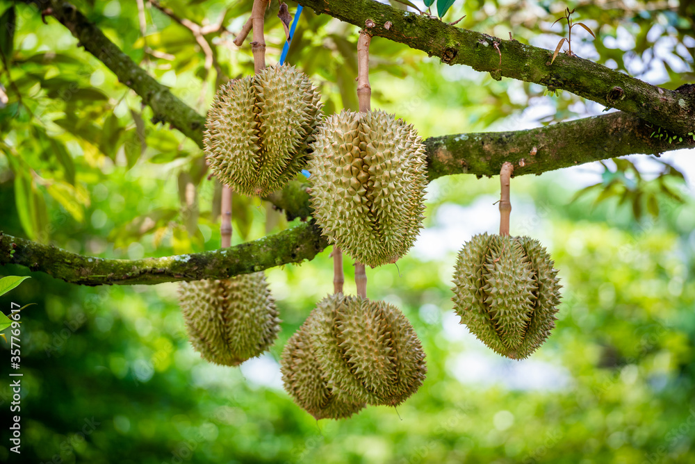durians on the durian tree in organic durian orchard. durians on the durian tree in organic durian orchard.