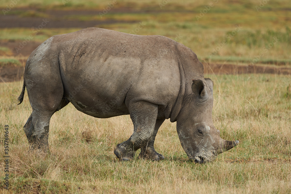 Rhino Baby and Mother- Rhinoceros with Bird White rhinoceros Square-lipped rhinoceros Ceratotherium simum Rhino Baby and Mother- Rhinoceros with Bird White rhinoceros Square-lipped rhinoceros Ceratotherium simum
