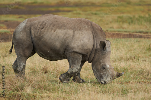 Rhino Baby and Mother- Rhinoceros with Bird White rhinoceros Square-lipped rhinoceros Ceratotherium simum  © rocchas75