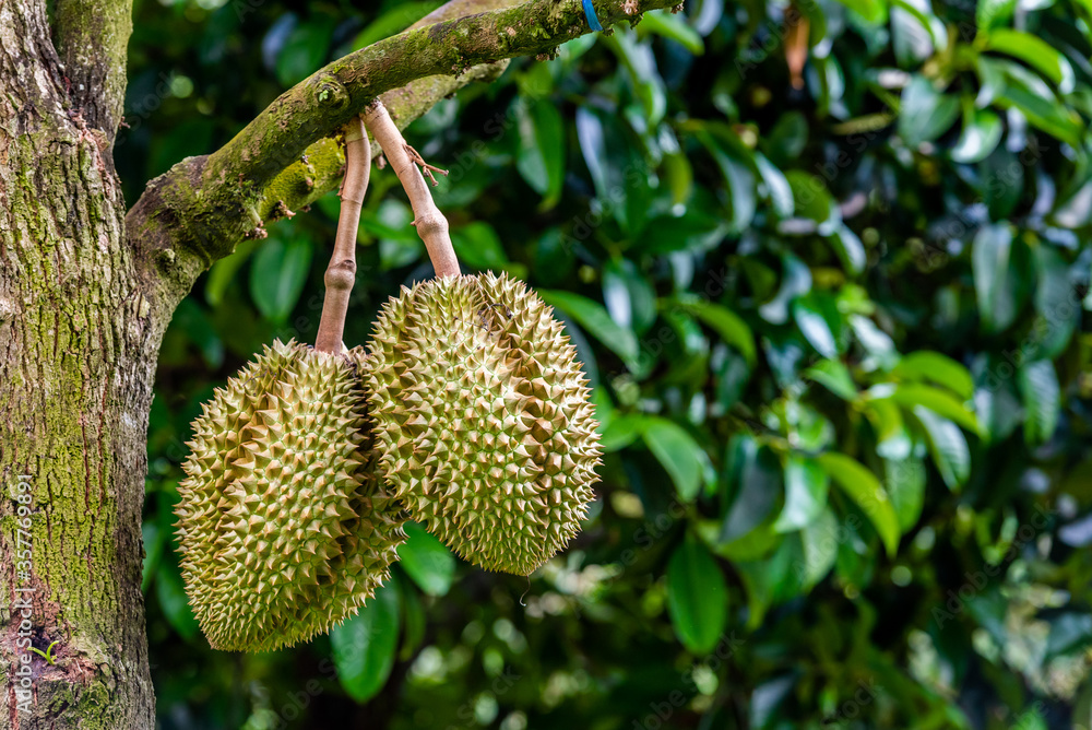 durians on the durian tree in organic durian orchard. durians on the durian tree in organic durian orchard.