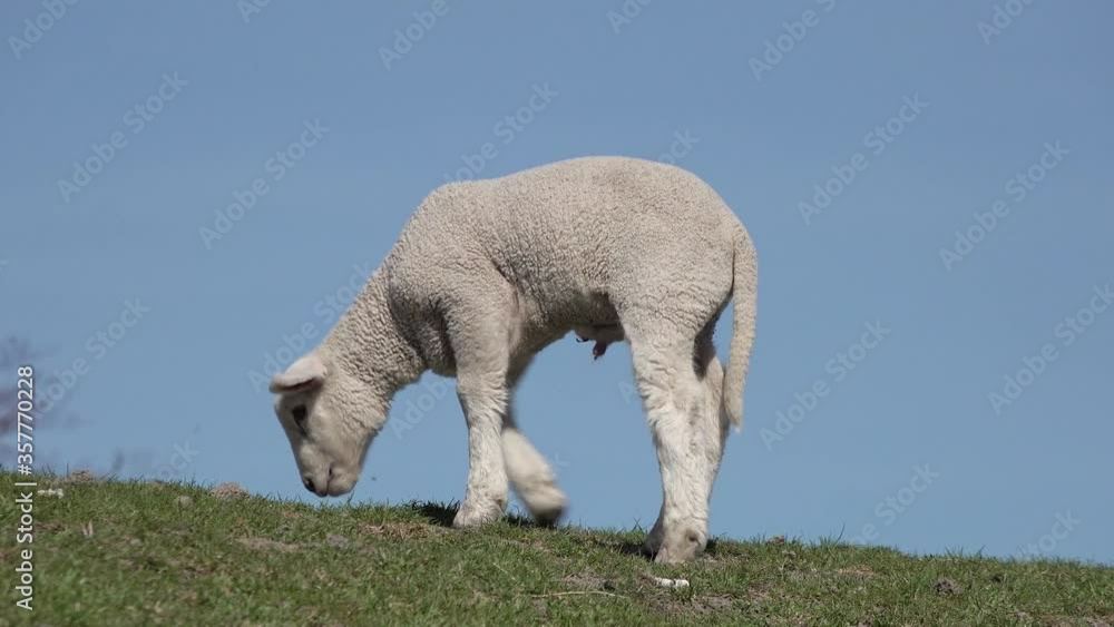 cute white lamb graze on meadow in springtime cute white lamb graze on meadow in springtime
