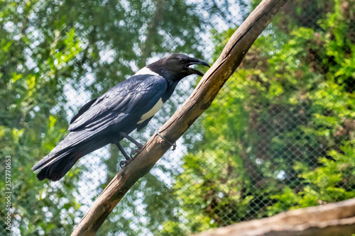 Pied Crow, Corvus albus, standing on a branch. Side view of adult bird against natural background