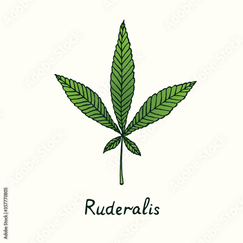 Ruderalis cannabis leaf isolated, outline color simple doodle drawing