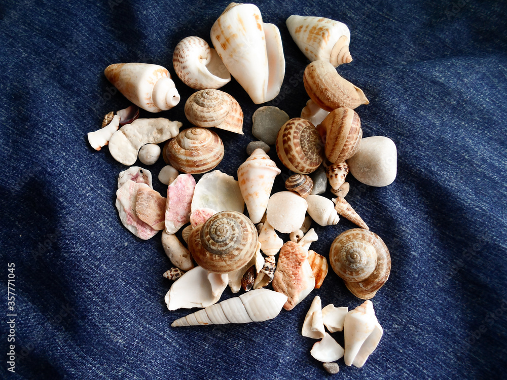 
Shells of different shapes and sizes on a dark background