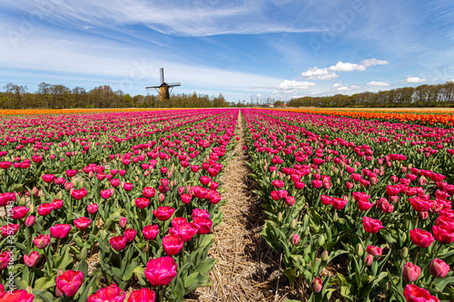 Multicolor red and yellow tulips flowers blooming in curve shape against Dutch windmills during spring the sunrise