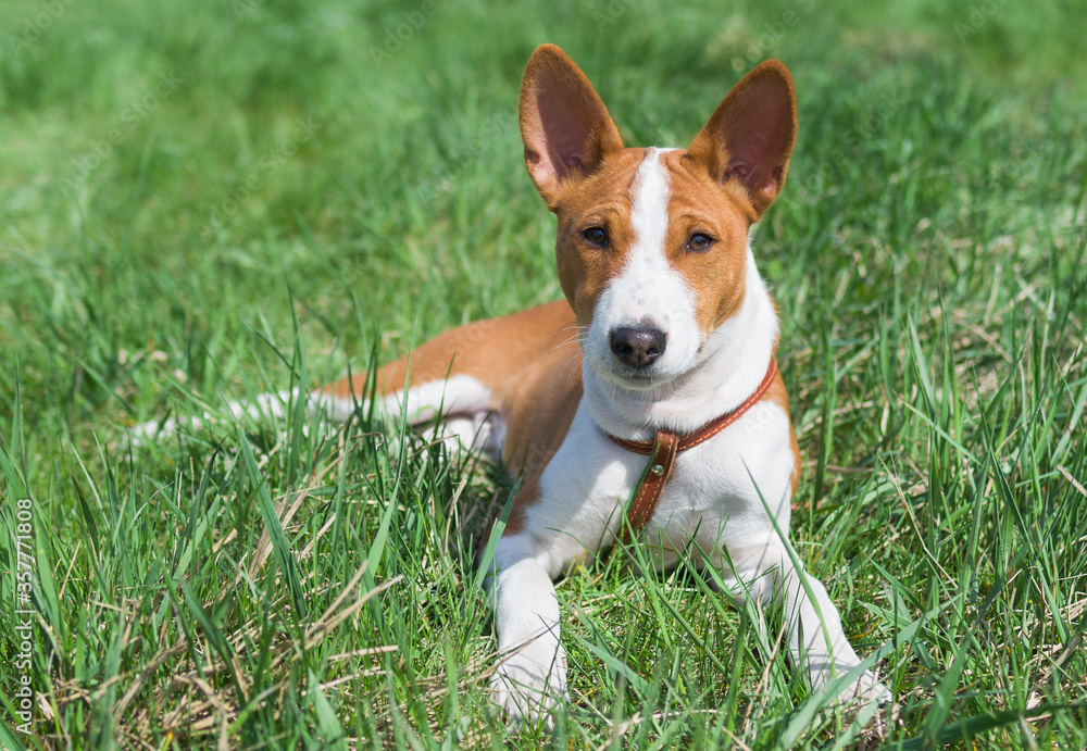Little Basenji puppy (4.5 month old) having rest on a grass at sunny day.