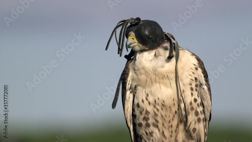 Saker Falcon wearing leather hood to keep bird calm during manning process photo