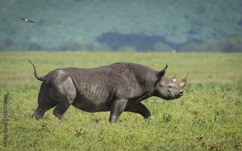 Obraz premium One adult black rhino walking with tail up in Ngorongoro Crater Tanzania