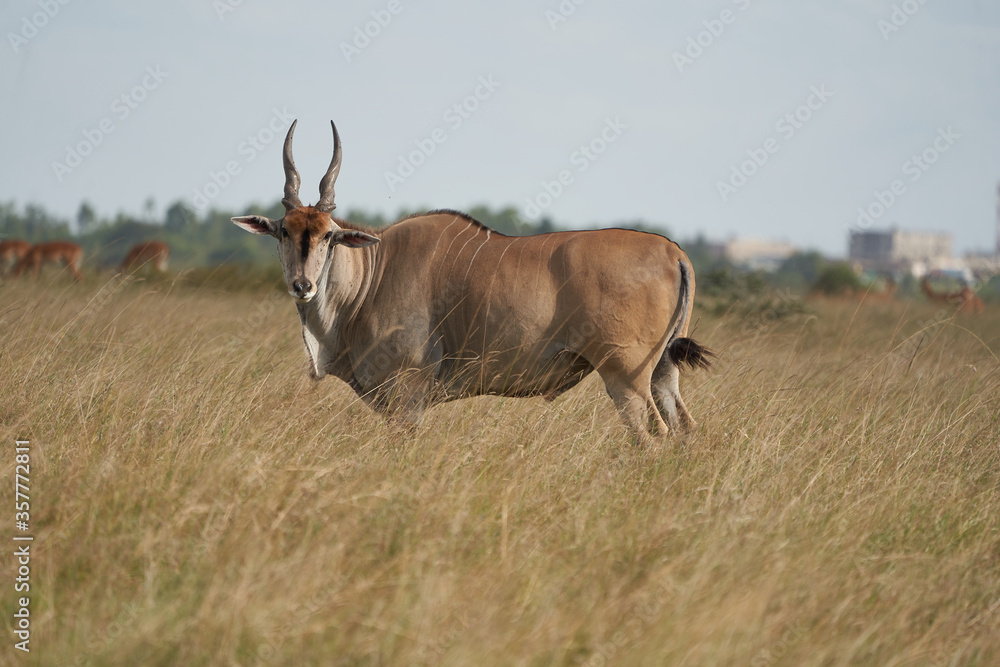 Fototapeta premium Common eland Taurotragus oryx also known as southern eland or eland antelope in savannah and plains East Africa