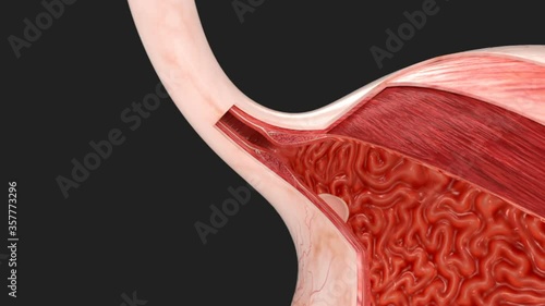 Human Stomach Anatomy - Swallowing and Digestion