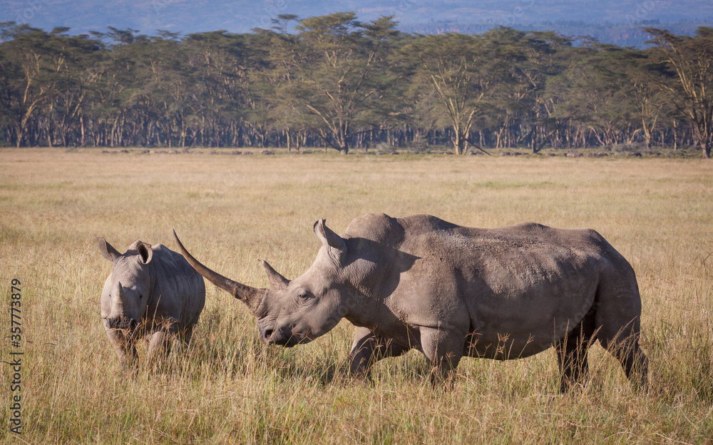 Female White Rhino with a large horn and her calf in Lake Nakuru Kenya Female White Rhino with a large horn and her calf in Lake Nakuru Kenya
