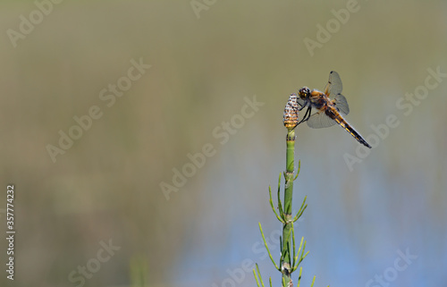 A Four-spotted chaser resting on a top of a plant
