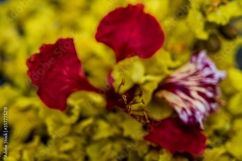 pollen of flower