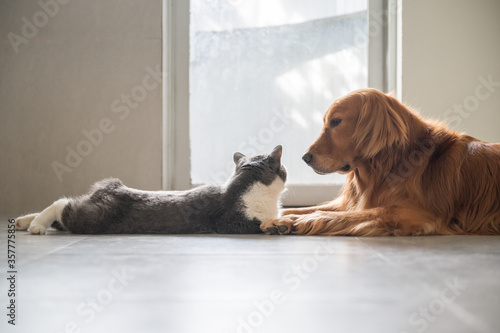 British Shorthair and Golden Retriever