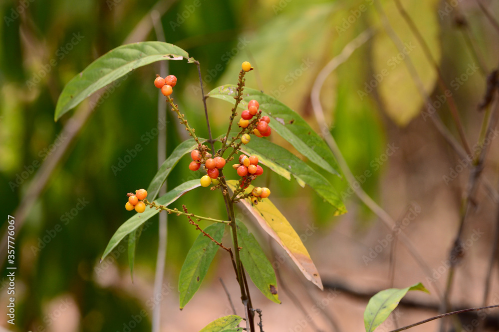 red Lepisanthes rubiginosa is grow on the plant branch red Lepisanthes rubiginosa is grow on the plant branch
