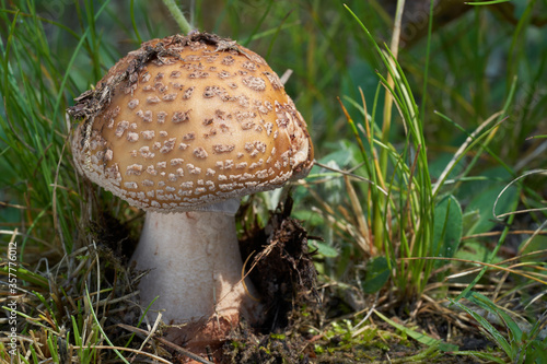 Edible mushroom Amanita rubescens in the meadow under birch and aspen trees. Known as blusher mushroom. Wild musrooms growing in the grass.