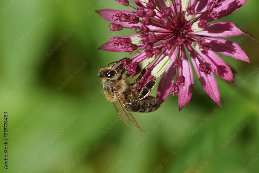 Flower of the great masterwort (Astrantia major), family Apiaceae and a western honey bee or European honey bee (Apis mellifera) of the family Apidae. In a Dutch garden. June 13. Flower of the great masterwort (Astrantia major), family Apiaceae and a western honey bee or European honey bee (Apis mellifera) of the family Apidae. In a Dutch garden. June 13.