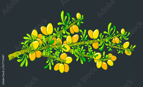 Argan tree. Vector botany branch, bio plantation.