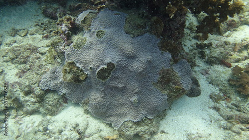 Fototapeta Naklejka Na Ścianę i Meble -  Coral found at coral reef area at Tioman island, Malaysia