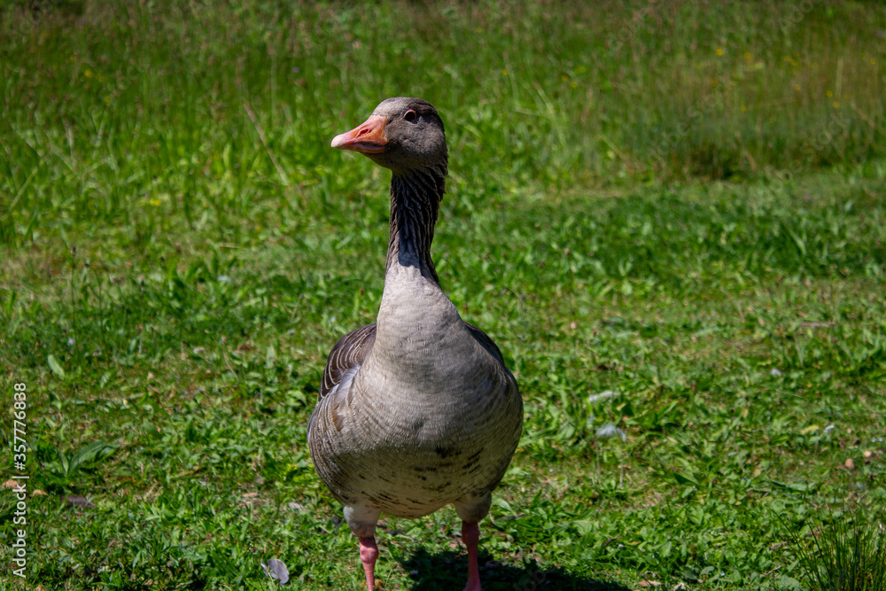 Ente Gans Enterich Enterich auf Stein Schimpfend Ente Gans Enterich Enterich auf Stein Schimpfend