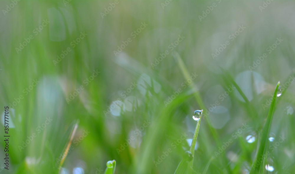 Fototapeta premium Goutte de rosée