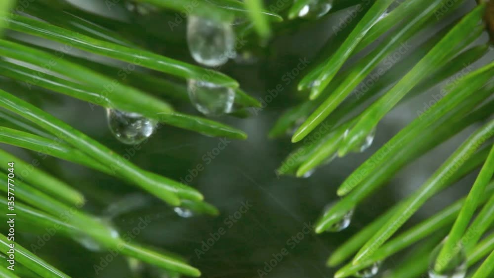 Close-up of evergreen needles in the rain. Close-up of evergreen needles in the rain.