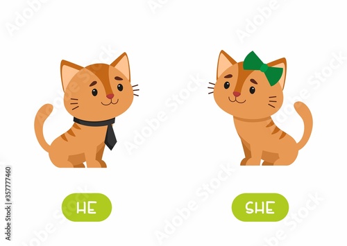 Cat girl and cat boy  illustration with typography. She and he antonyms flashcard vector template. Word card for english language learning with flat characters. Opposites concept. .