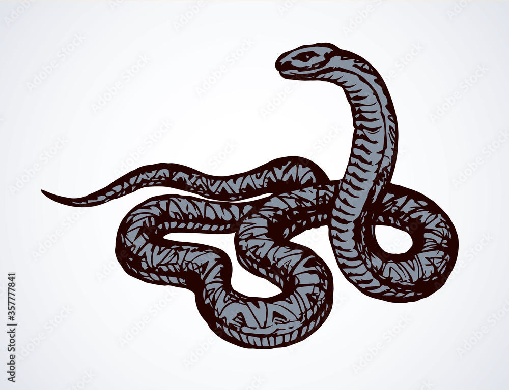 Fototapeta premium Snake. Vector drawing