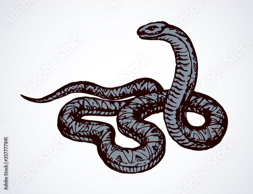 Snake. Vector drawing