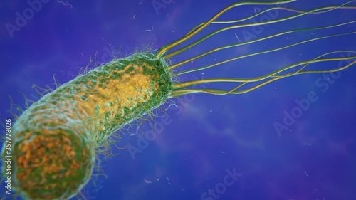 Helicobacter Pylori - Stomach Infecting Bacteria