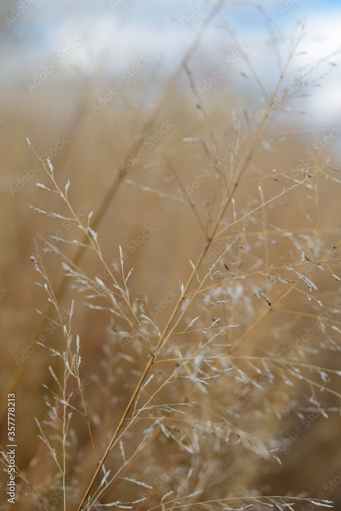 Fototapeta premium dry grass in the morning