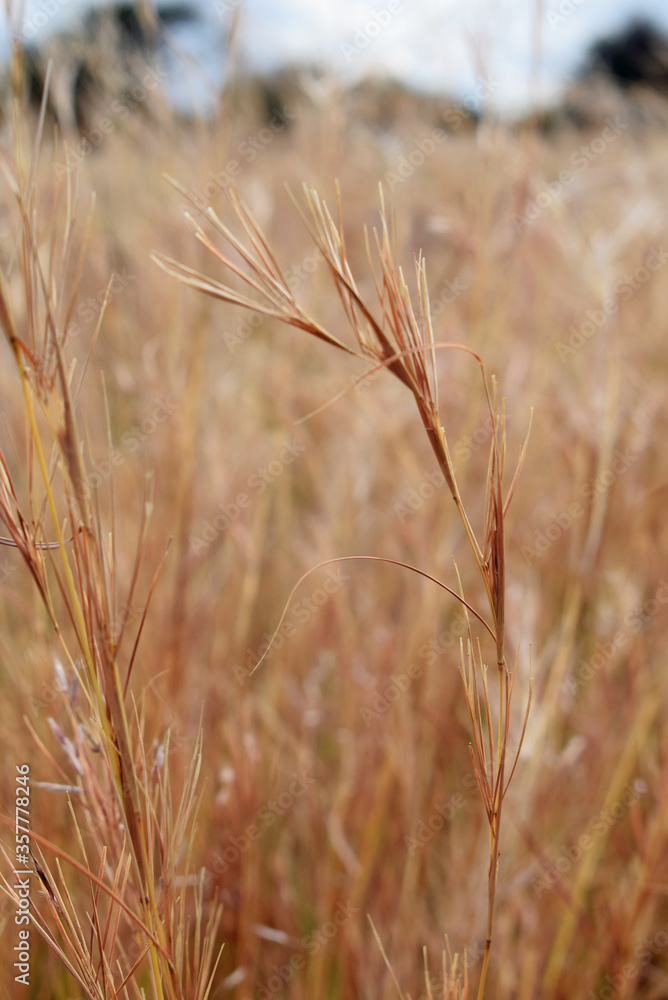 Fototapeta premium golden grass field