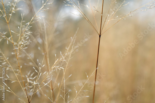 dry grass in the morning