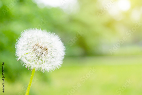 Close up of whole white dandelion flower with seeds on blurred green background. Sunny day in park. Copy space.
