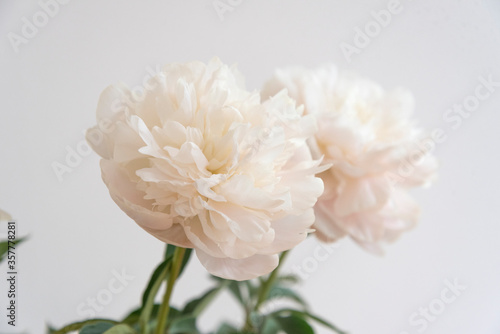 白背景　芍薬　クローズアップ　ピオニー　質感　アップ　淡い　ピンク　柔らかな　優しい　花　余白　コピースペース　文字スペース　ホワイトスペース　花びら　横向き　背景素材　背景　グラフィック背景　　部屋　屋内　室内　グラフィック素材