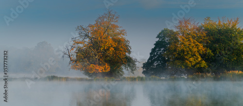 autumn forest in the morning fog © Dario