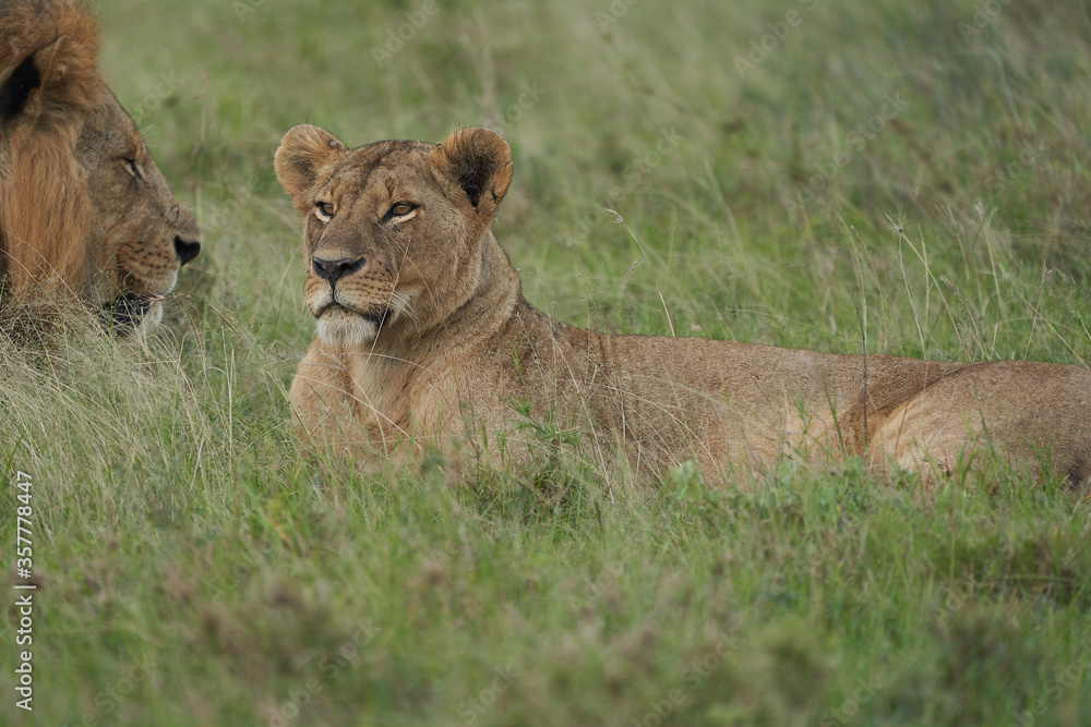 Naklejka premium Lion and Lioness Kenya Safari Savanna Mating