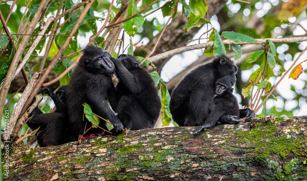 Fototapeta premium Family of macaques on the tree. The Celebes crested macaques on the branch of the tree. Crested black macaque, Sulawesi crested macaque. Wild nature, natural habitat. Indonesia, Sulawesi Island