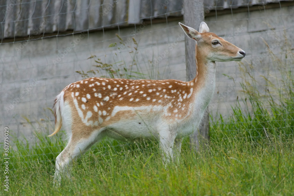 Young european roe deer with white dots in lateral close-up Young european roe deer with white dots in lateral close-up