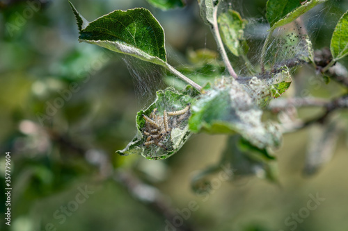 Many caterpillars cavorting on one leaf. photo