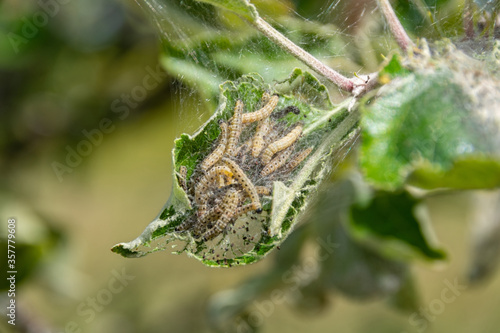 Many caterpillars cavorting on one leaf. photo