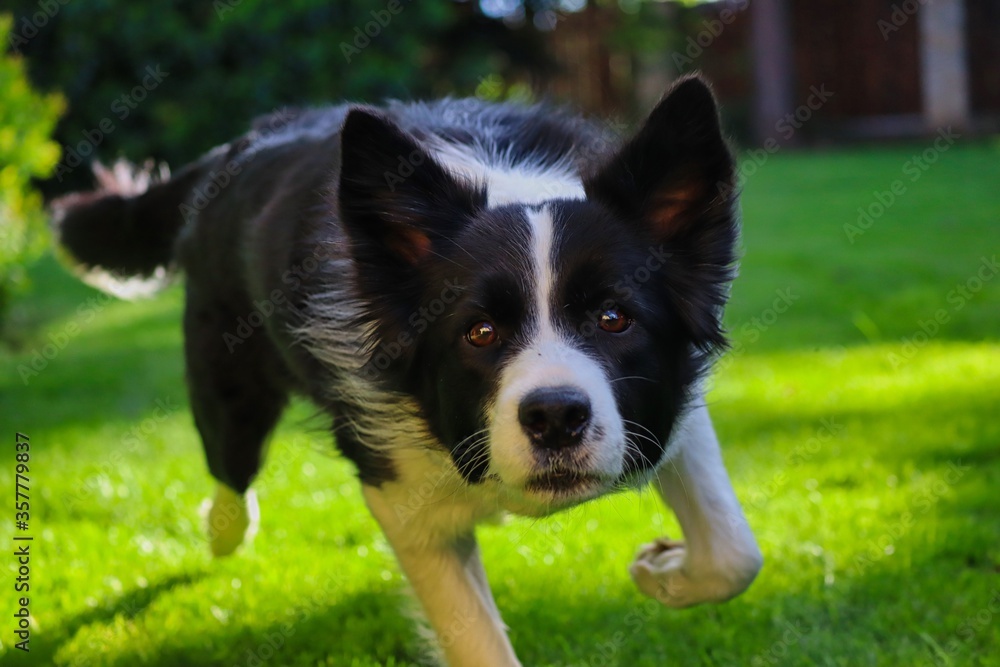 Border Collie Runs Towards Camera in the Garden. Black and White Dog Approaches Camera with Curious Look in Czech Republic. Border Collie Runs Towards Camera in the Garden. Black and White Dog Approaches Camera with Curious Look in Czech Republic.