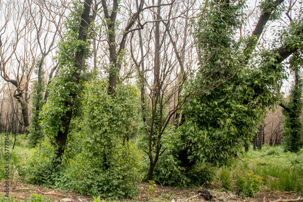 Australian bushfires aftermath: eucalyptus trees recovering after severe fire damage. Eucalyptus can survive and re-sprout from buds under their bark or from a lignotuber at the base of the tree. Australian bushfires aftermath: eucalyptus trees recovering after severe fire damage. Eucalyptus can survive and re-sprout from buds under their bark or from a lignotuber at the base of the tree.