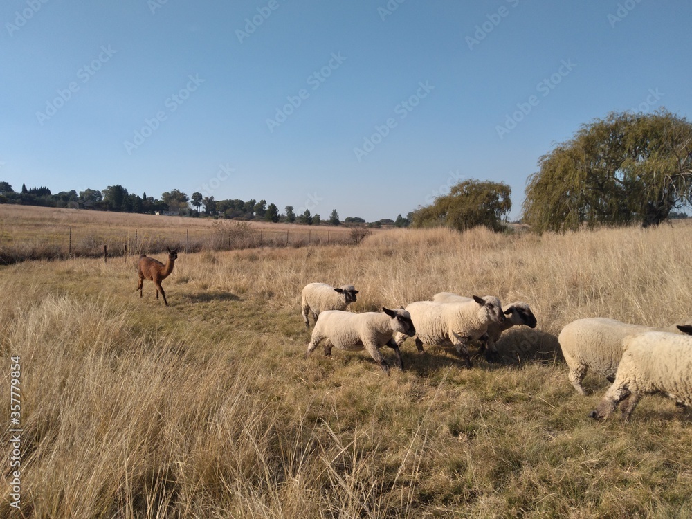 A herd of sheep running on grass surrounded by grass fields landscape under a blue sky A herd of sheep running on grass surrounded by grass fields landscape under a blue sky