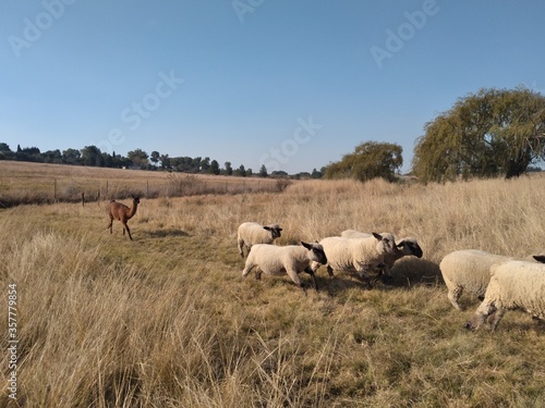 A herd of sheep running on grass surrounded by grass fields landscape under a blue sky