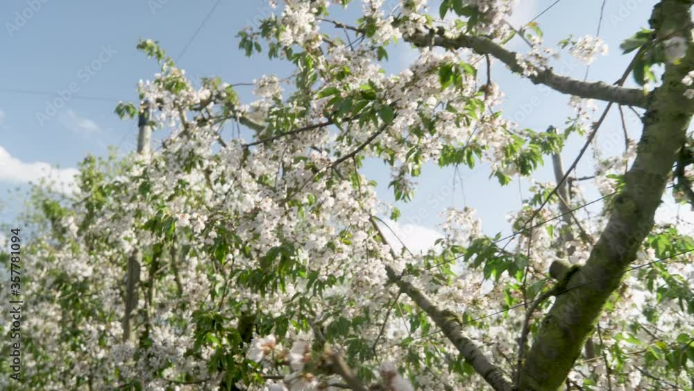 many flowers of an apple tree in an orchard many flowers of an apple tree in an orchard