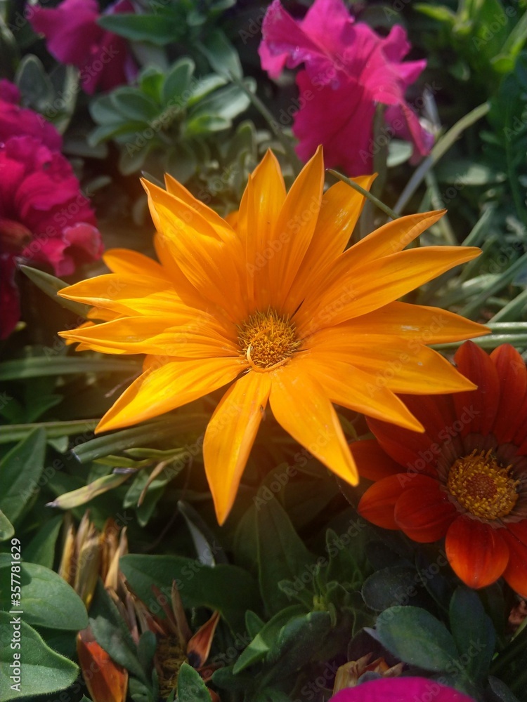 orange and yellow flowers orange and yellow flowers